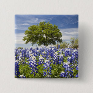 Texas bluebonnets (lupinus texensis) en eik vierkante button 5,1 cm