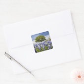Texas bluebonnets (lupinus texensis) en eik vierkante sticker (Envelop)