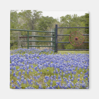 Texas Bluebonnets Magnet Magneet