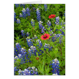 Texas Bluebonnets met Indiase dekens