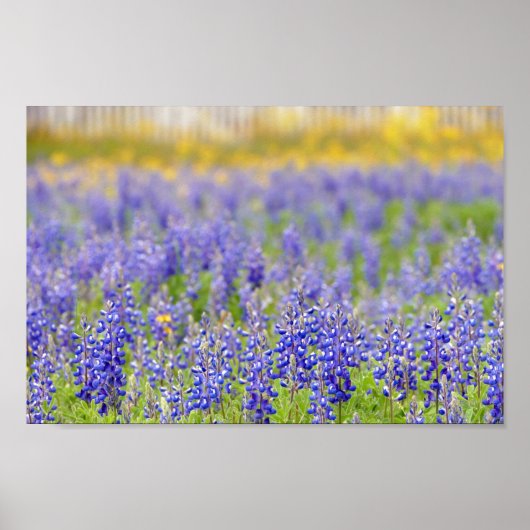 Texas Bluebonnets, Nacogdoches County Poster (Voorkant)