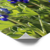 Texas Bluebonnets Poster (Hoek)