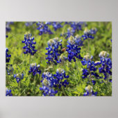 Texas Bluebonnets Poster (Voorkant)