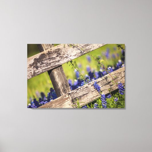 Texas Bluebonnets rond een landhek Canvas Afdruk (Voorkant)