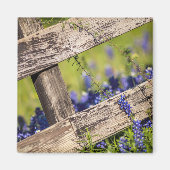 Texas Bluebonnets rond een landhek Magneet (Voorkant)