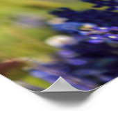 Texas Bluebonnets rond een landhek Poster (Hoek)