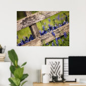 Texas Bluebonnets rond een landhek Poster (Thuiskantoor)