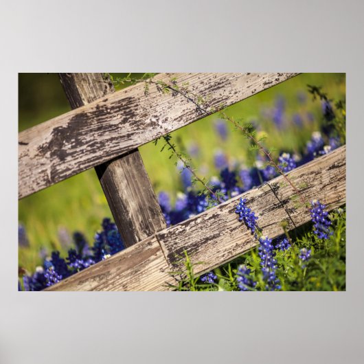 Texas Bluebonnets rond een landhek Poster (Voorkant)