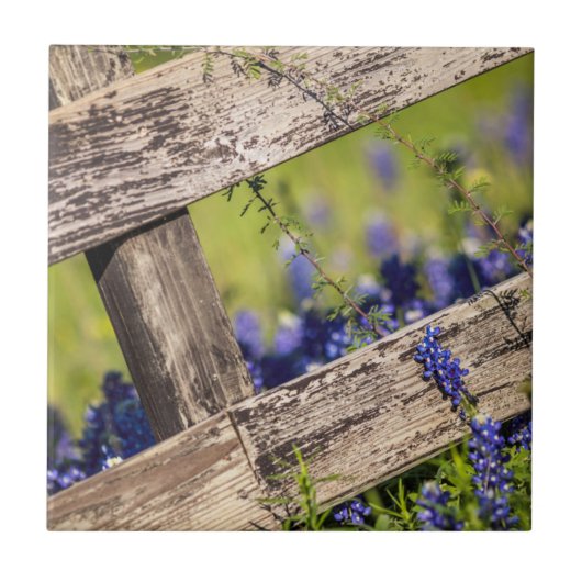 Texas Bluebonnets rond een landhek Tegeltje (Voorkant)