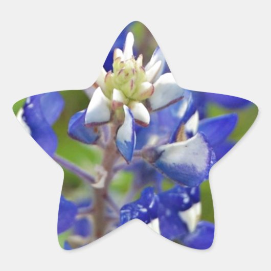 Texas Bluebonnets Ster Sticker (Voorkant)