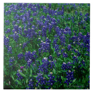 Texas Bluebonnets Tegeltje