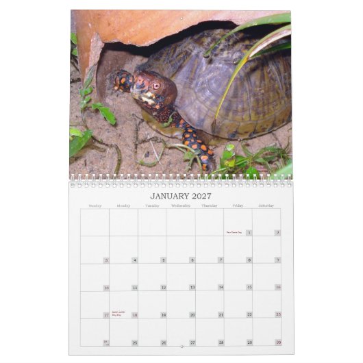 Texas Box Turtle Calendar Kalender (Jan 2027)