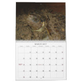 Texas Box Turtle Calendar Kalender (Mar 2027)