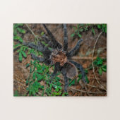 Texas Brown Tarantula Legpuzzel (Horizontaal)