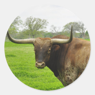 Texas Burnt Sinaasappel Longhorn Steer Ronde Sticker