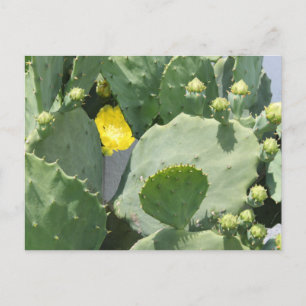 Texas Cactus Flower Briefkaart