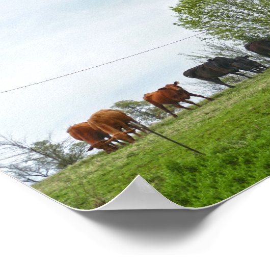 Texas Cattle and Old Red Barn Poster (Hoek)