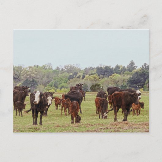 Texas Cattle Briefkaart (Voorkant)
