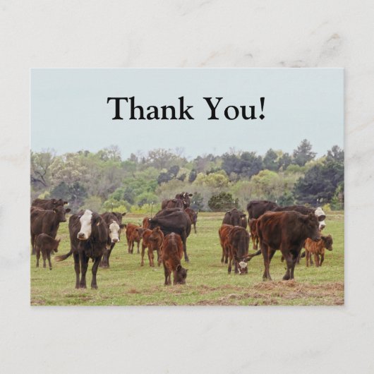 Texas Cattle Briefkaart (Voorkant)