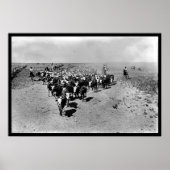 Texas Cattle Drive Poster (Voorkant)
