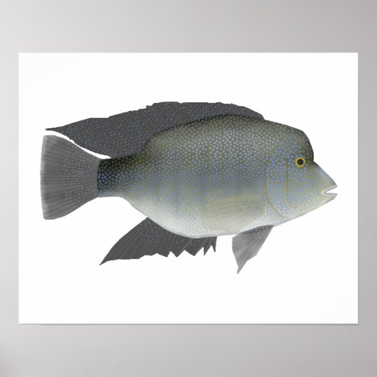 Texas Cichlid Poster (Voorkant)