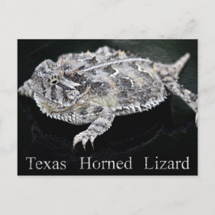 Texas Horned Lizard - Texas State Reptile Briefkaart