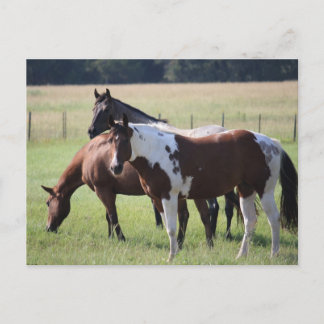 Texas Horses Briefkaart