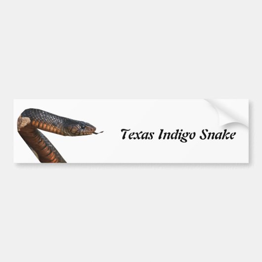 Texas Indigo Snake Bumpersticker (Voorkant)