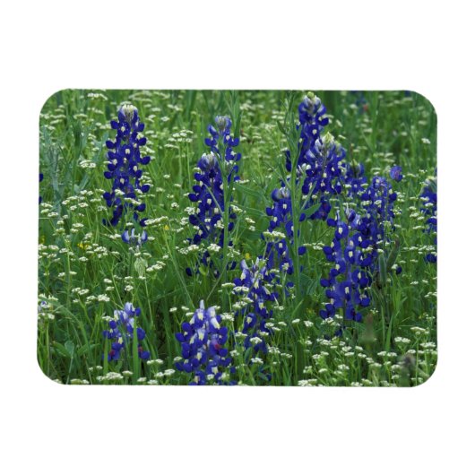 Texas, Lake Buchanan. Texas Bluebonnet en Wild Magneet (Horizontaal)