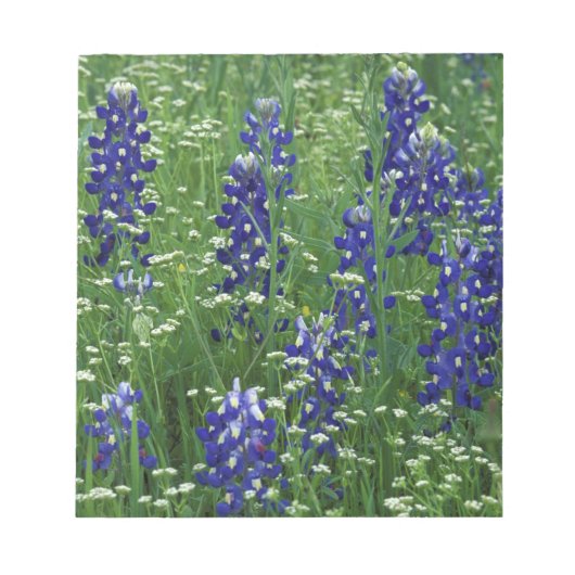 Texas, Lake Buchanan. Texas Bluebonnet en Wild Notitieblok (Voorkant)
