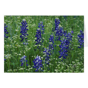 Texas, Lake Buchanan. Texas Bluebonnet en Wilde