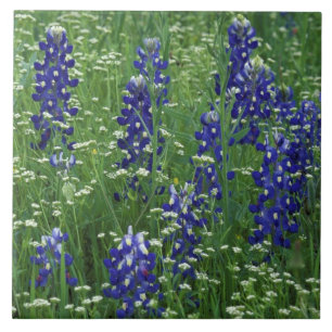Texas, Lake Buchanan. Texas Bluebonnet en wilde Tegeltje