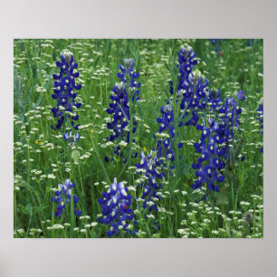 Texas, Lake Buchanan. Texas-lupine en wilde bloeme Poster