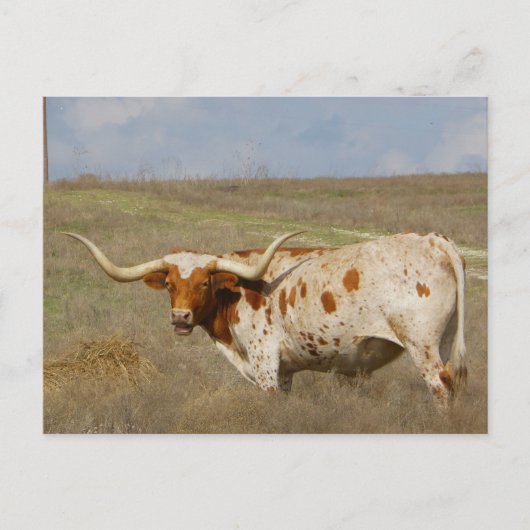 Texas Long Horn Briefkaart (Voorkant)
