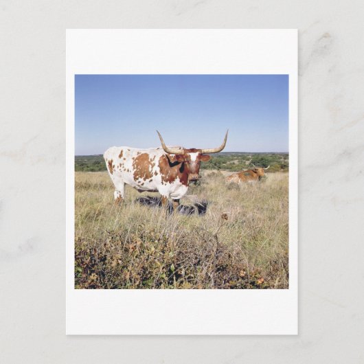 Texas Longhorn Breed (foto) Briefkaart (Voorkant)