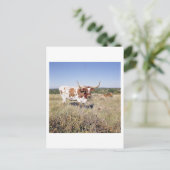 Texas Longhorn Breed (foto) Briefkaart (Staand voorkant)