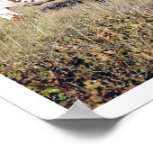 Texas Longhorn Breed (foto) Poster (Hoek)