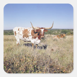 Texas Longhorn Breed (foto) Vierkante Sticker