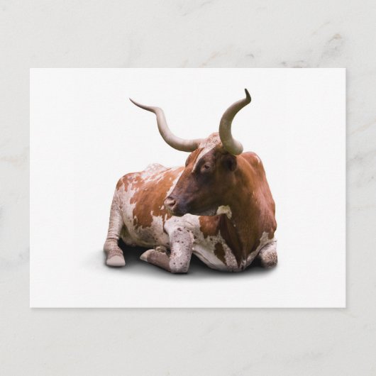 Texas Longhorn Briefkaart (Voorkant)