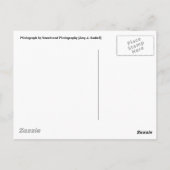 Texas Longhorn Briefkaart (Achterkant)