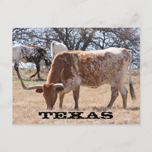 Texas Longhorn Briefkaart (Voorkant)