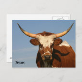 Texas Longhorn Briefkaart (Voorkant / Achterkant)