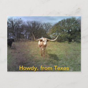 Texas Longhorn - Briefkaart