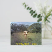 Texas Longhorn - Carte postale (Debout devant)
