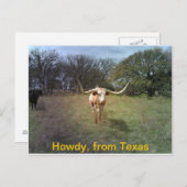 Texas Longhorn - Carte postale (Devant / Derrière)