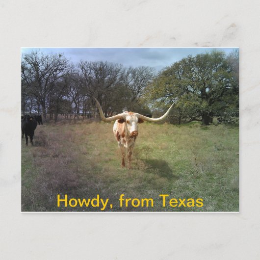 Texas Longhorn - Carte postale (Devant)