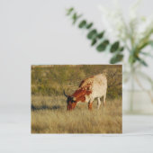 Texas Longhorn Cattle Briefkaart (Staand voorkant)