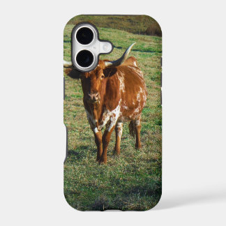 Texas Longhorn Cattle Koe Foto Rustic