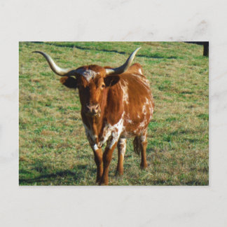 Texas Longhorn Cattle Koe Foto Rustic Briefkaart