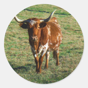 Texas Longhorn Cattle Koe Foto Rustic Ronde Sticker